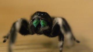 Spider hunts fly  Spider House  BBC [upl. by Tcideneb]