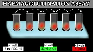 Haemagglutination Assay  HA Assay  HA Test [upl. by Arrac]