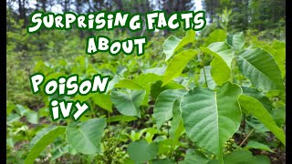 Poison Ivy Identification and Interesting Facts [upl. by Nibbor612]