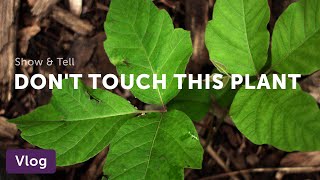 How to Identify Poison Ivy from Lookalikes — Vlog 021 [upl. by Winnick]