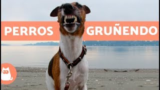 Perros gruñendo  Growling dogs [upl. by Leahkim]