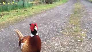 Friendly Wild Pheasant Turns Nasty [upl. by Yebloc]