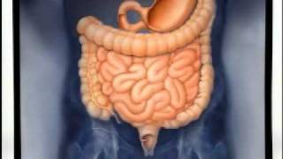 Introduction to Gastroenterology [upl. by Kale]