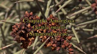 Chaparro Amargosa Castela emoryi  7Song [upl. by Saalocin]