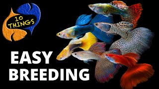 Top 10 Easiest Fish To Breed in a HOME Aquarium [upl. by Anaib]