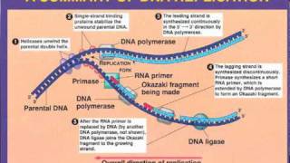 DNA Replication Leading vs Lagging Strand [upl. by Francklin664]