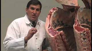 Beef Carcass Evaluation [upl. by Ayatnahs]