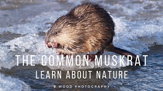 The Common Muskrat  Learn about Nature 📔 [upl. by Gipps]