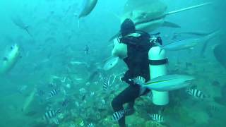 5 m TIGERSHARK almost bites divers head off in Fiji [upl. by Jenesia259]