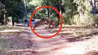 Watch 2 fullgrown Tigers engage in territorial fight [upl. by Geminius]