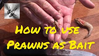 How to use Prawns as bait  The Hook and The Cook [upl. by Armstrong281]