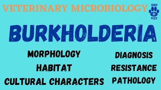 Burkholderia Microbiology  Bacteriology [upl. by Ainej]