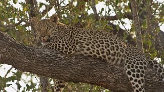 Male Leopard Doesnt Want to Mate  But the Female Sure Does [upl. by Manvell]