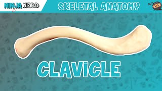 Clavicle Anatomy [upl. by Sidonia174]