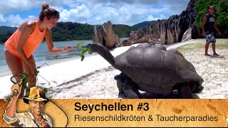 Riesenschildkröten stürmen das Buffet auf den Seychellen 3 [upl. by Assilanna]