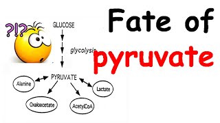 Fate of pyruvate [upl. by Tiemroth]