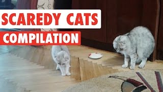 Scaredy Cats Video Compilation 2016 [upl. by Bello]