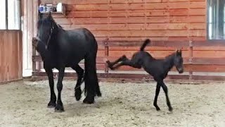 5 days old Friesian horse filly Mathilde for the first time at the inside arena so cute [upl. by Erika538]