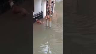 Crocodiles on roads in Vadodara during flood [upl. by Aldous]