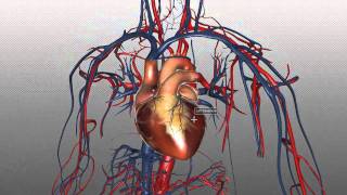 The Heart and Major Vessels  PART 1  Anatomy Tutorial [upl. by Jolda]