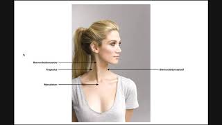 Sternocleidomastoid SCM  Structure Origin Insertion amp More [upl. by Eatnwahs]