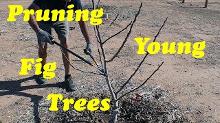 Pruning Young Fig Trees [upl. by Yoshi]