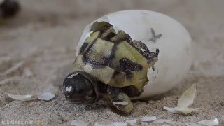 Schlüpfen Griechischer Landschildkröten  Greek tortoise hatching [upl. by Ssecnirp]