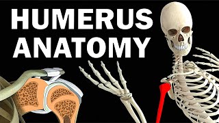 HUMERUS ANATOMY [upl. by Zingg98]