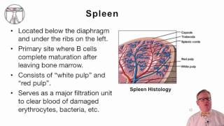 4 Introduction to Human Lymphoid Organs [upl. by Adnopoz680]