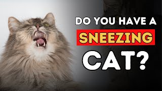 Sneezing Cat 5 Effective Home Remedies [upl. by Areivax]