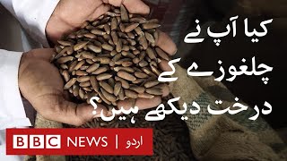 Have you seen trees of Pine nuts  BBC URDU [upl. by Starobin14]