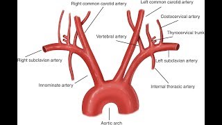 Aorta And Its Branches Anatomy [upl. by Ransome]