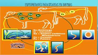Parásitos en el Ganado Bovino [upl. by Gnof]