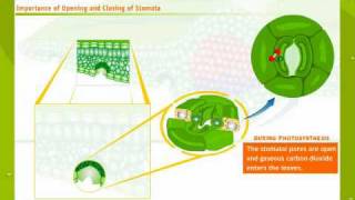 Structure And Working Of Stomata [upl. by Arua413]