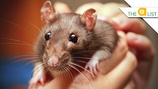 5 Fascinating Facts About Rats [upl. by Anitsirhc]