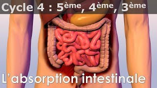 SVT  Cycle 4  COURS  Labsorption intestinale [upl. by Sinnek]