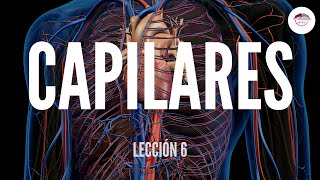 6 CAPILARES ESTRUCTURA Y FUNCIÓN DEL SISTEMA CARDIOVASCULAR [upl. by Yerffe548]