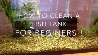 How to Clean a Fish Tank  For Beginners [upl. by Affrica231]