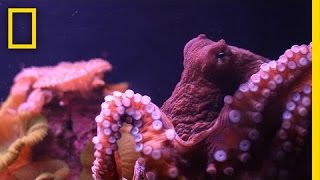 What is Octopus Ink Made of  National Geographic [upl. by Haldis]