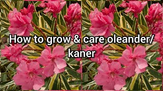 How to grow🌾variegated oleander  care tips 🌸 How to Grow and Care OleanderKaner [upl. by Yhtnomit]