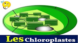 Les Chloroplastes Structure Et Rôle [upl. by Camarata]