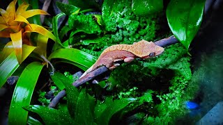 quotGecko Forestquot  Bioactive Terrarium for Crested Gecko  STEP BY STEP [upl. by Caron]