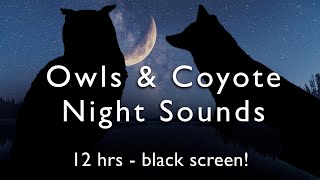 Owls Coyotes amp Crickets 12 HOURS Night Time White Noise [upl. by Aerdma]