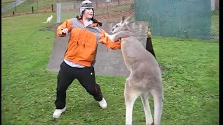 Kangaroo vs Human Kangaroo attacking [upl. by Annyahs]