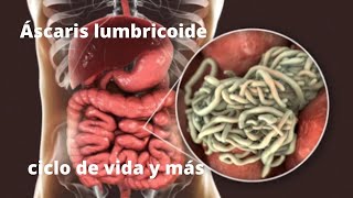 Ascaris lumbricoides ciclo de vida [upl. by Ynatirb]