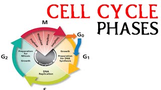 Cell cycle phases  prophae metaphase anaphase and telophase [upl. by Vittorio]