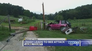 Crash leads to bee attack [upl. by Moon504]