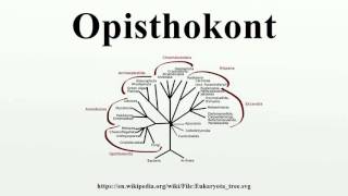 Opisthokont [upl. by Marina364]