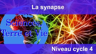 La synapse [upl. by Nalra]