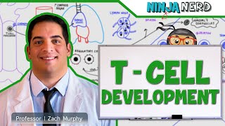 Immunology  T Cell Development [upl. by Trevor]